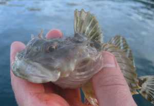 Clearly this sculpin has had a few too many