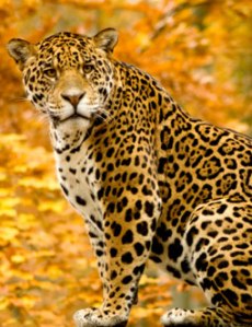 Excuse me, would you mind not crying for just like one second? No? Ok please don't attack me