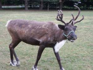 Prancer is not bitter at all