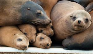 20100513_california_sea_lion_family_portrait